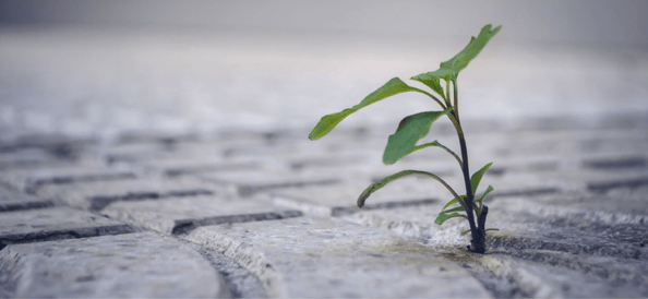Citrix-Landscape-Blog-Post-10-1036x479.png